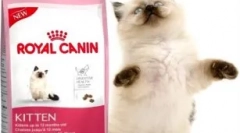 Ocjena mačjeg felina